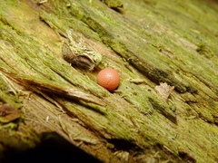 Lycogala epidendrum