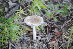 Amanita rhacopus