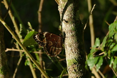 Morpho helenor achillides