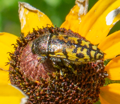 Acmaeodera mixta