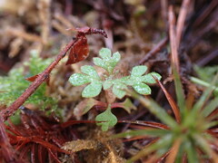 Collomia heterophylla