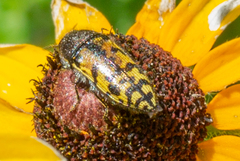 Acmaeodera mixta