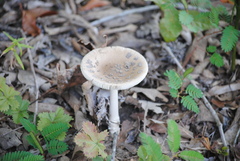 Amanita rhacopus