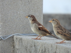 Passer domesticus