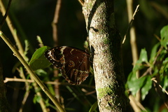 Morpho helenor achillides