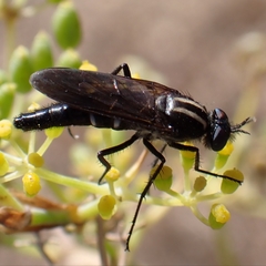Thereva albovittata