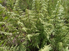 Thelypteris palustris