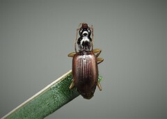 Oxypselaphus obscurus