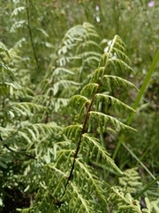 Thelypteris palustris