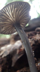 Arrhenia epichysium