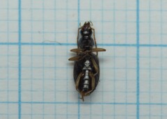 Oxypselaphus obscurus