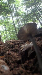 Arrhenia epichysium