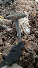 Arrhenia epichysium