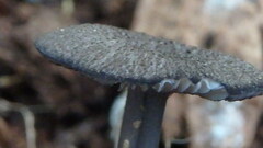 Arrhenia epichysium