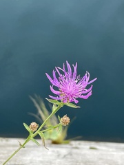 Centaurea jacea