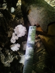 Schizophyllum