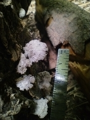 Schizophyllum