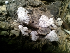 Schizophyllum