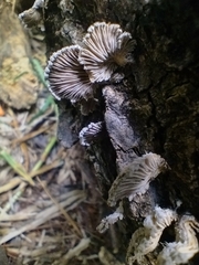 Schizophyllum