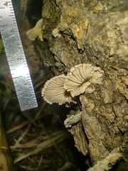 Schizophyllum