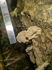 Schizophyllum