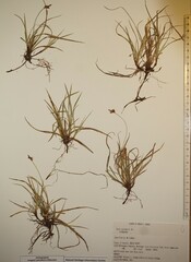 Carex concinna