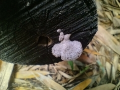 Schizophyllum