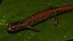 Cryptotriton nasalis
