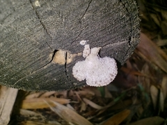 Schizophyllum