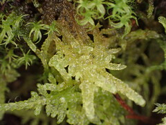 Stereodon subimponens