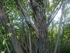 Fomitiporia punctata