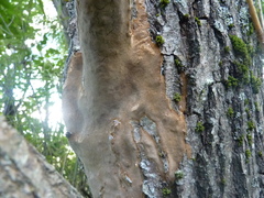 Fomitiporia punctata