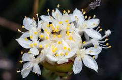 Lachnaea naviculifolia