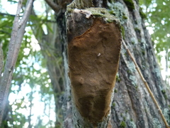 Fomitiporia punctata