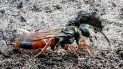 Sphex dorsalis