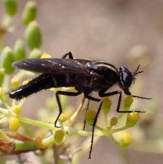 Thereva albovittata