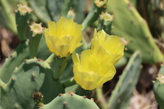Opuntia stricta