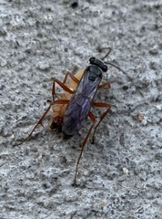 Auplopus mellipes