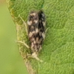 Trichoptera