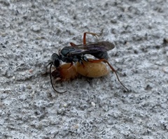 Auplopus mellipes
