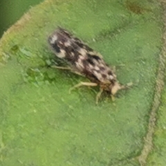 Trichoptera