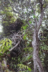 Smilax melastomifolia