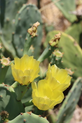 Opuntia stricta