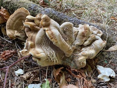 Bondarzewia occidentalis