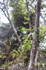 Smilax melastomifolia