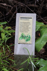 Smilax melastomifolia