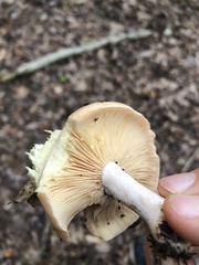 Lactarius chrysorrheus