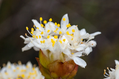 Lachnaea naviculifolia