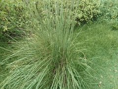Muhlenbergia rigens