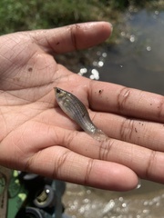 Poecilia latipinna
